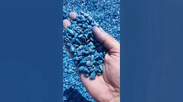 семена СУР ультрараннего подсолнечника. Экстра.