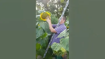 Потенциал ультраранего подсолнечника СУР