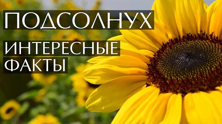 Подсолнух - интересные факты