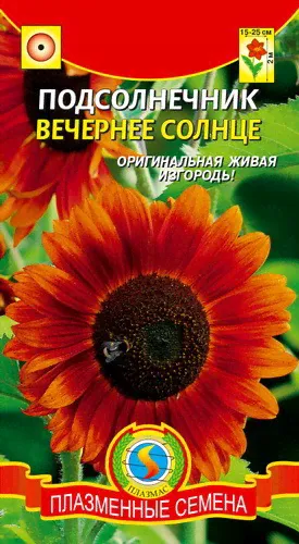 Семена: Подсолнечник Вечернее Солнце-0